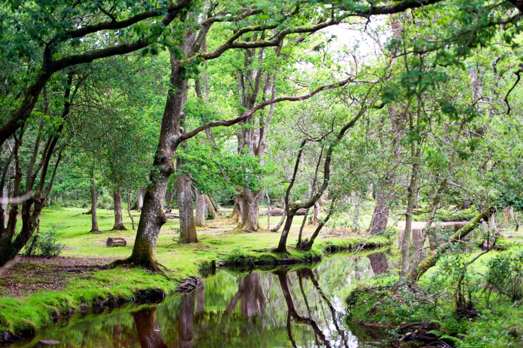 Beautiful woodland scene with water