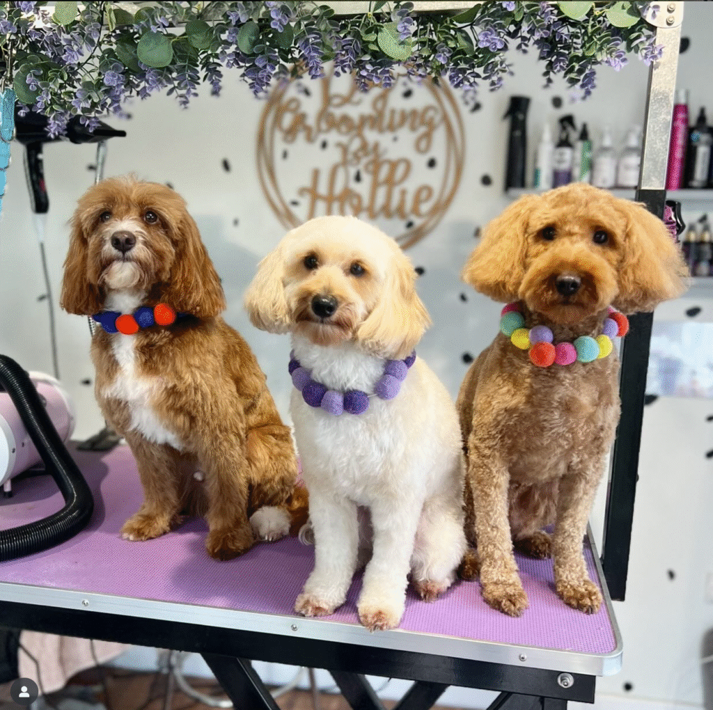 three cute dogs on a dog grooming table