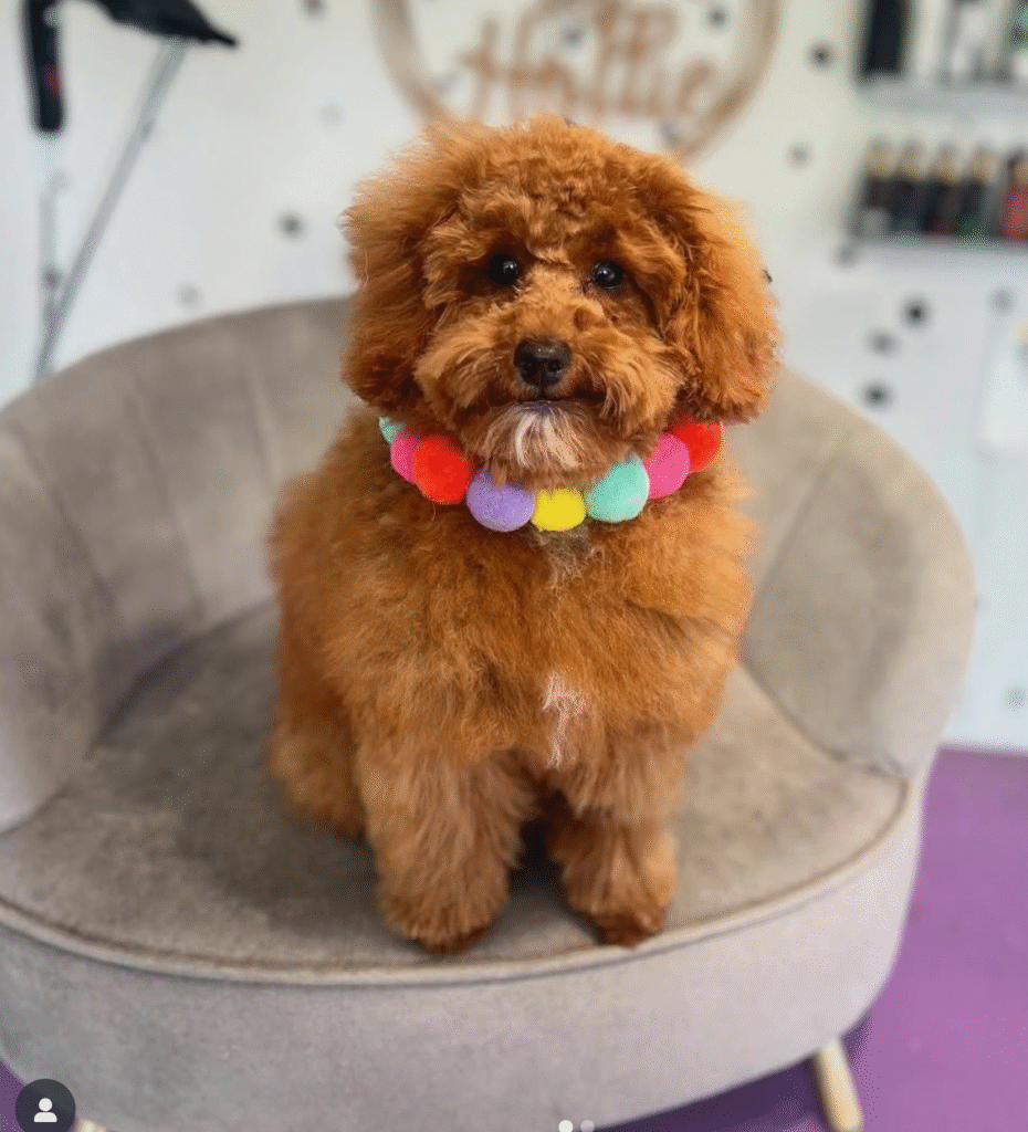 puppy on grooming table