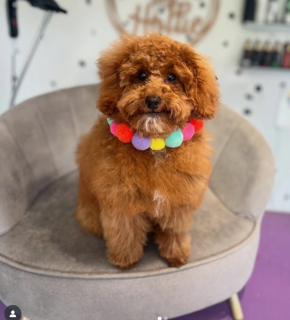 puppy on grooming table